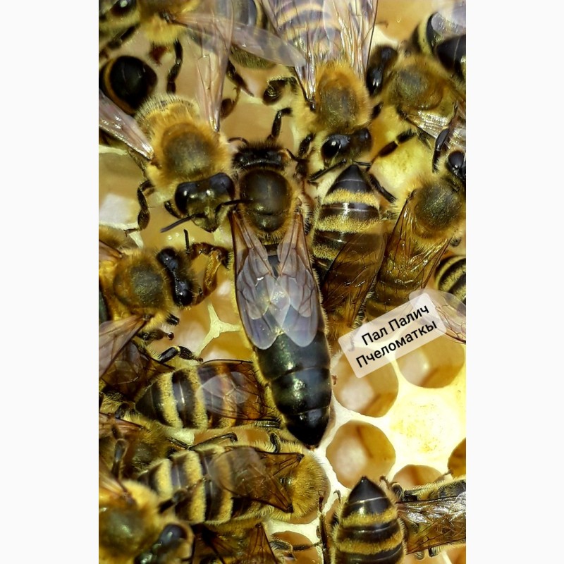 Фото 2. Продам плідні бджоломатки карпатської породи 2024року ціна от 250 до 300