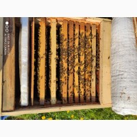 Бджолопакети 2024