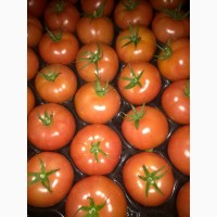 Sprzedam pomidora szklarniowego kraj pochodzenia Polska