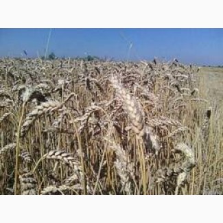 Канадська озима пшениця Толедо