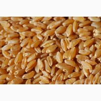 Насіння пшениці Самурай потенціал 120 цга