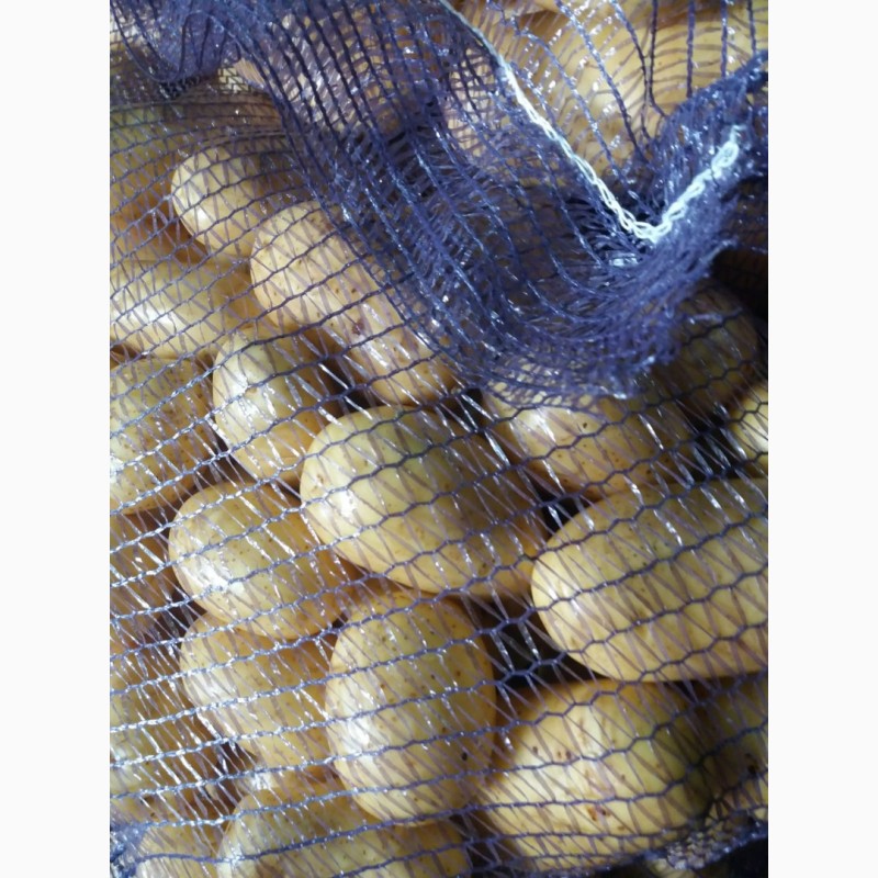 Фото 2. Продам мытый картофель, сорт Королева Анна