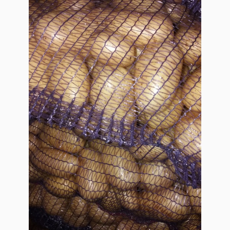 Фото 4. Продам мытый картофель, сорт Королева Анна