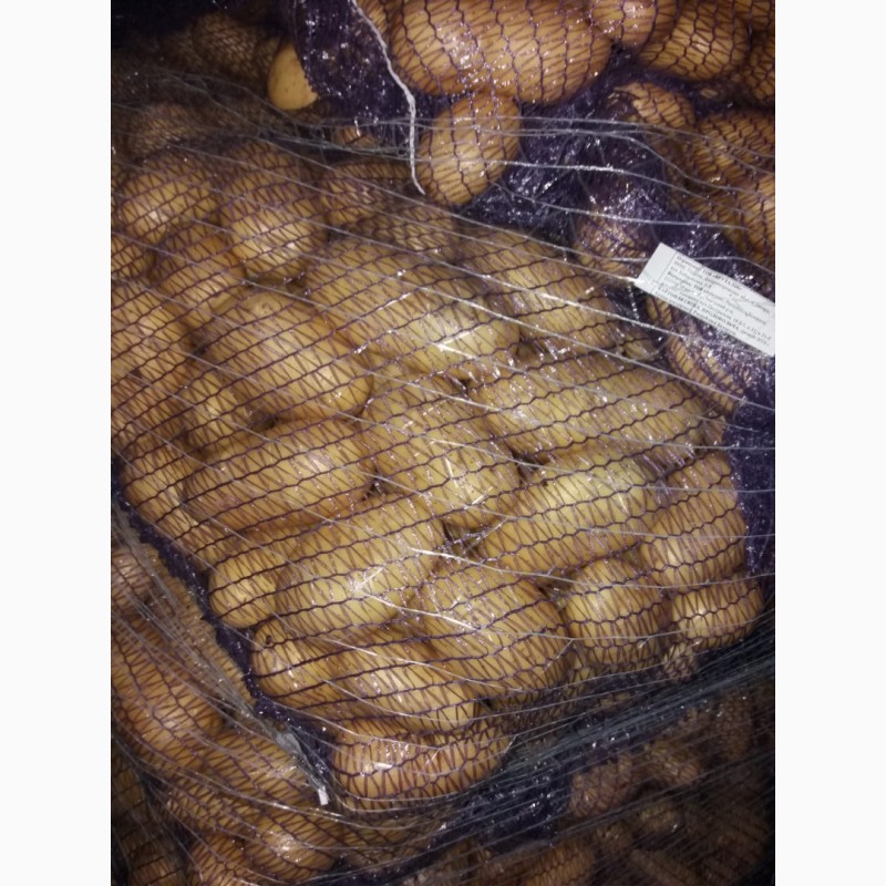 Фото 6. Продам мытый картофель, сорт Королева Анна