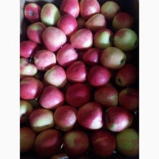Продам яблука з холодильника (газовані)
