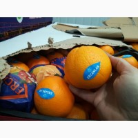 Продам апельсин, Турция