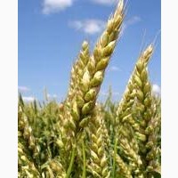 Семена яровой пшеницы КВС АКВИЛОН