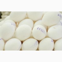 Продам куряче Яйце С1 на експорт