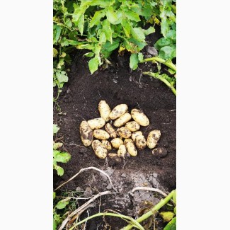 Продам картоплю насіневу, Королева Анна, Наташа, Гранада