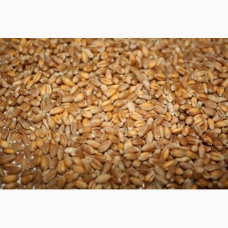 Куплю пшеницу, отходы пшеницы на постоянной основе
