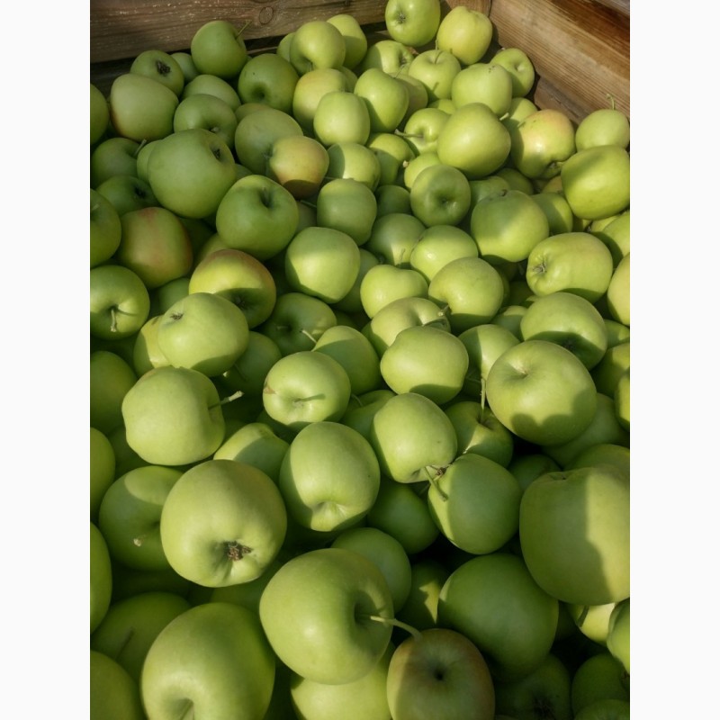 Фото 3. Продам яблоки от производителя