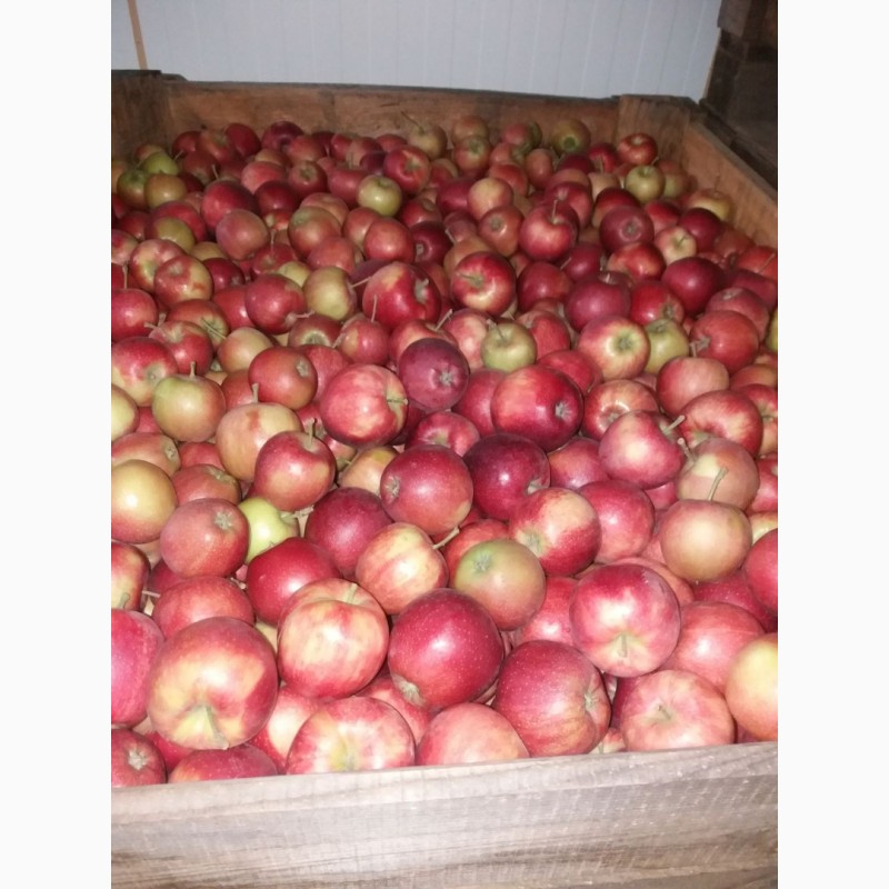 Фото 4. Продам яблоки от производителя