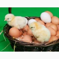 Продам інкубаційне яйце бройлера КОББ 500 та мясояєчних кросів, качок та гусей