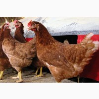 Подрощенные цыплята Ломан Браун от производителя