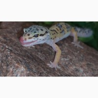 Леопардовый геккон-эублефар, ручные, яркие рептилии для дома