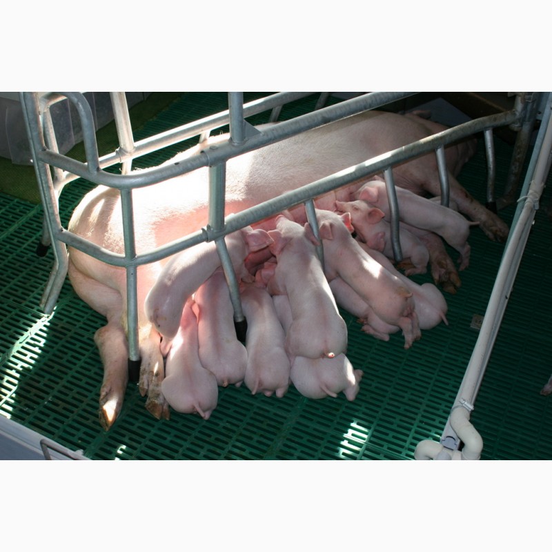 Фото 2. Продажа племенных свиней и хряков Ландрас