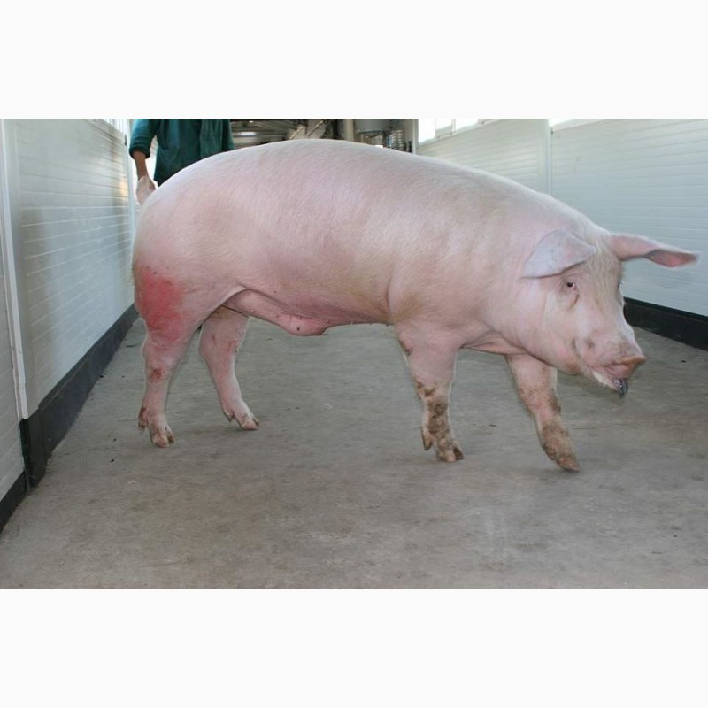 Фото 3. Продажа племенных свиней и хряков Ландрас