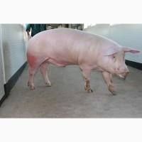 Продажа племенных свиней и хряков Ландрас