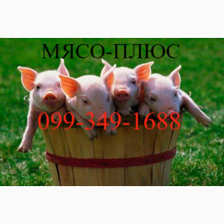 Купим свиней по всей территории Украины