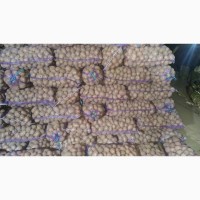 Продам товарну картоплю ручної переборки: біла росса, фламенко, альвара, вінета