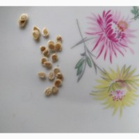 Томат Сахар Белый (семена 20 шт)