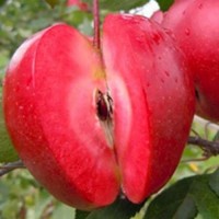 Саджанці червоном#039;ясної яблуні Сирена