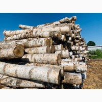 Продам дрова березові
