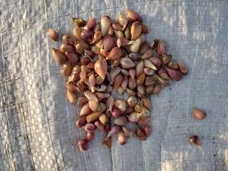 Фото 3. Продам семена чеснока сорт Любаша и Ирен