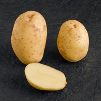 Продам насінневу картоплю Мелоді