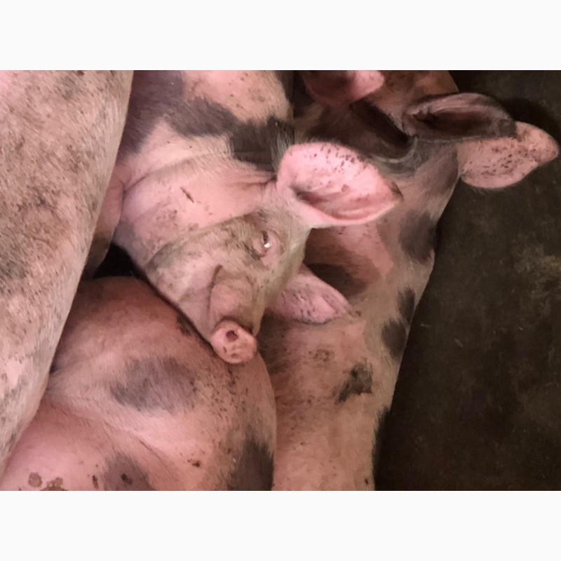 Продам домашніх свинок живою вагою