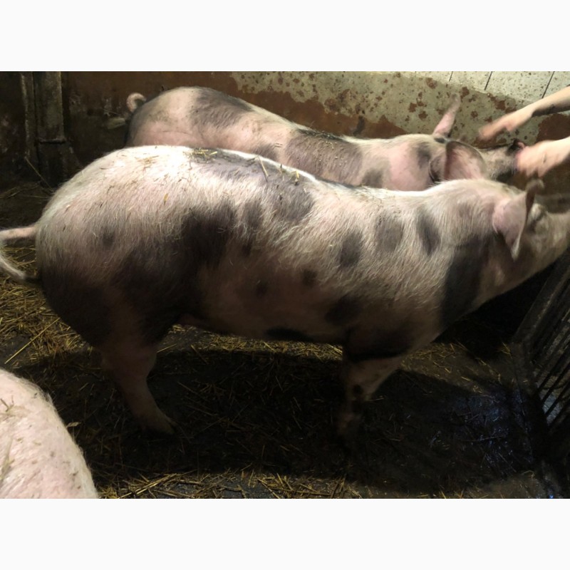 Фото 2. Продам домашніх свинок живою вагою