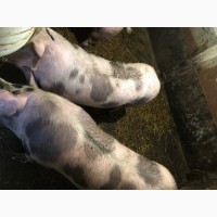Продам домашніх свинок живою вагою