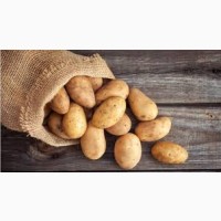 Купимо насіння картоплі різних сортів, цікавлять об’єми від 10 тон