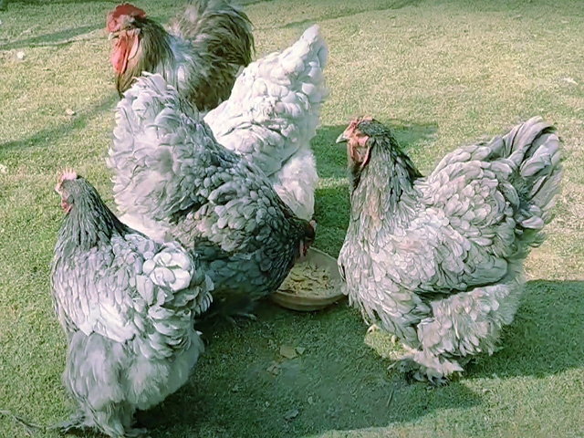 Фото 3. Кохінхін ізабелла, блакитний, лимон. Кури, курчата, яйце інкубаційне