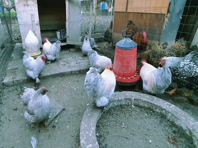 Фото 4. Кохінхін ізабелла, блакитний, лимон. Кури, курчата, яйце інкубаційне