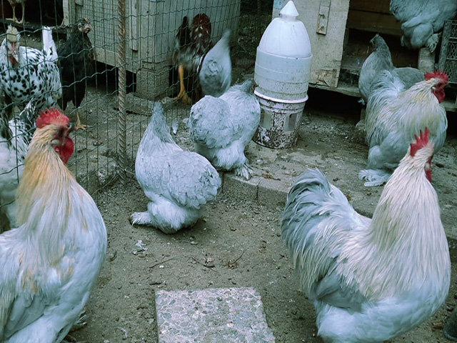 Фото 6. Кохінхін ізабелла, блакитний, лимон. Кури, курчата, яйце інкубаційне