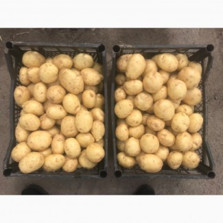Продам молоду картоплю рівьєру та інші сорти