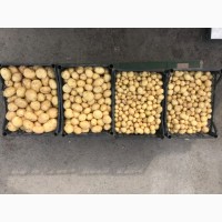 Продам молоду картоплю рівьєру та інші сорти