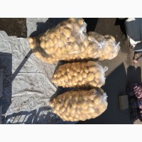 Продам картоплю молоду рівьєра