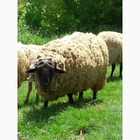 Вівці породи суффолк