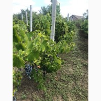 Продам виноград для виробництва вина
