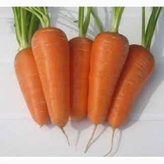 Продам миту моркву сорт Абако