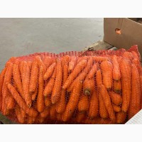 Продам миту моркву сорт Абако