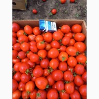 Продам томат солероссо асвон