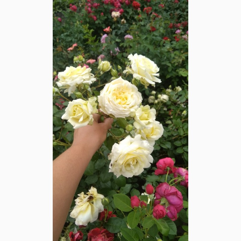 Фото 2. Продам саджанці Рози - Троянди