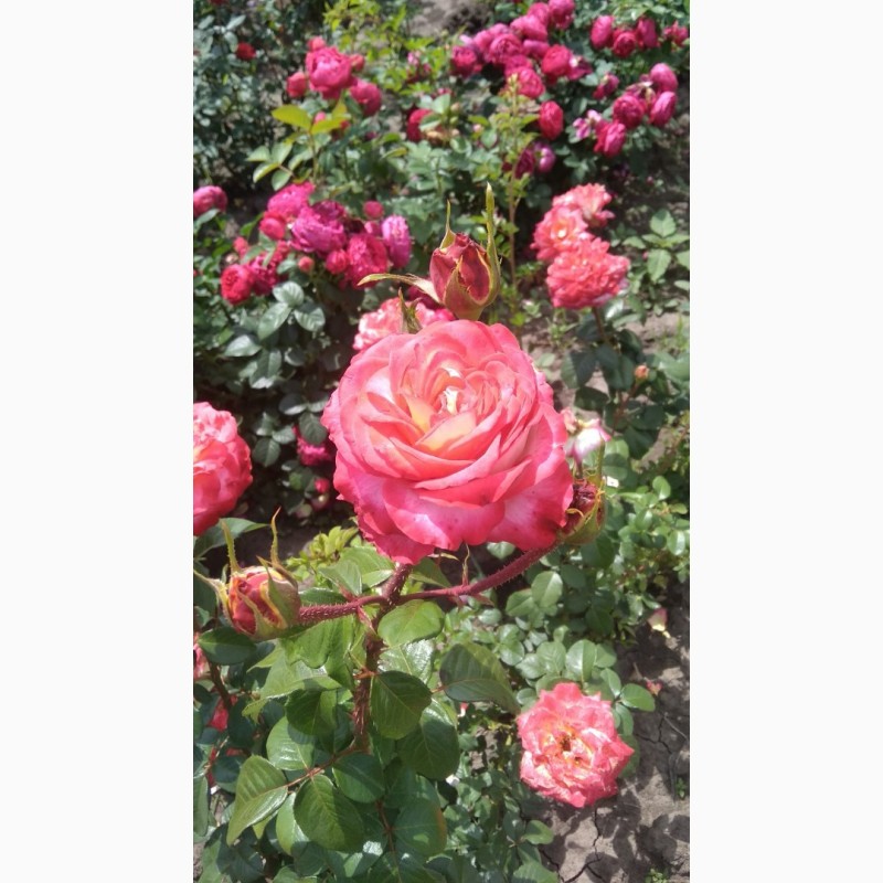 Фото 4. Продам саджанці Рози - Троянди