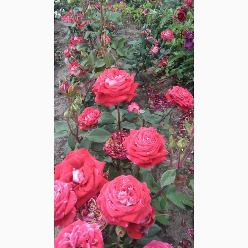 Фото 5. Продам саджанці Рози - Троянди