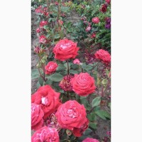 Продам саджанці Рози - Троянди