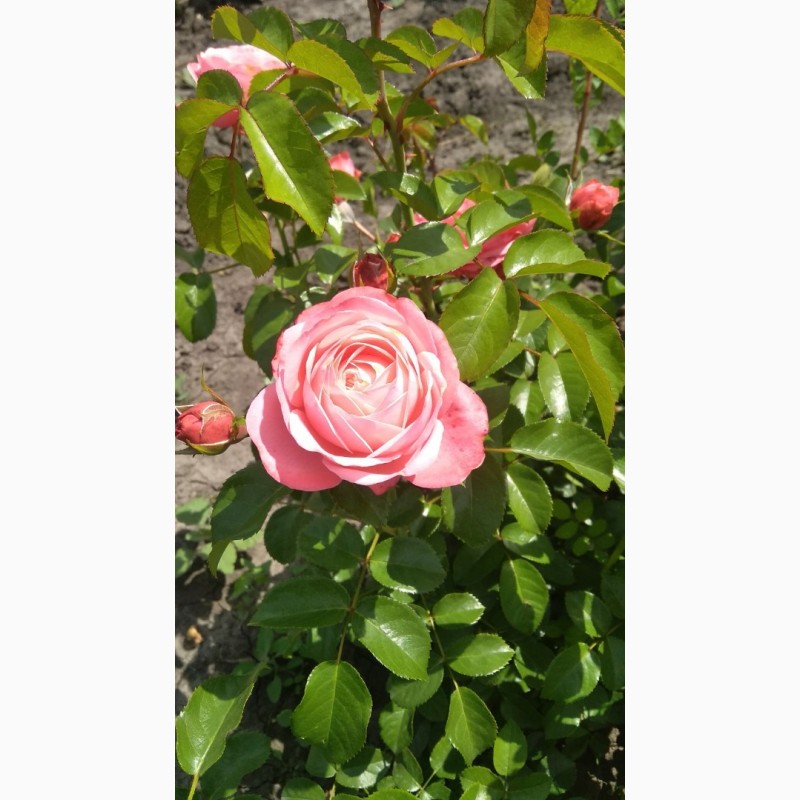Фото 8. Продам саджанці Рози - Троянди