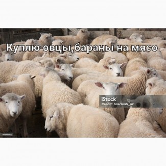 Барани вівці ягнята